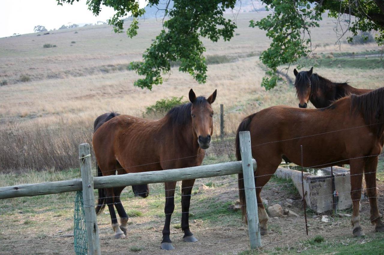 Forellenhof Guest Farm Wakkerstroom Exterior photo
